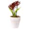 8" Red And Green Succulent Fern In Ceramic White Pot